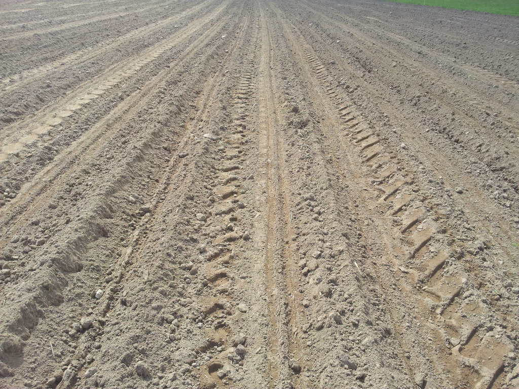 pole, siew kukurydzy, powiat moniecki