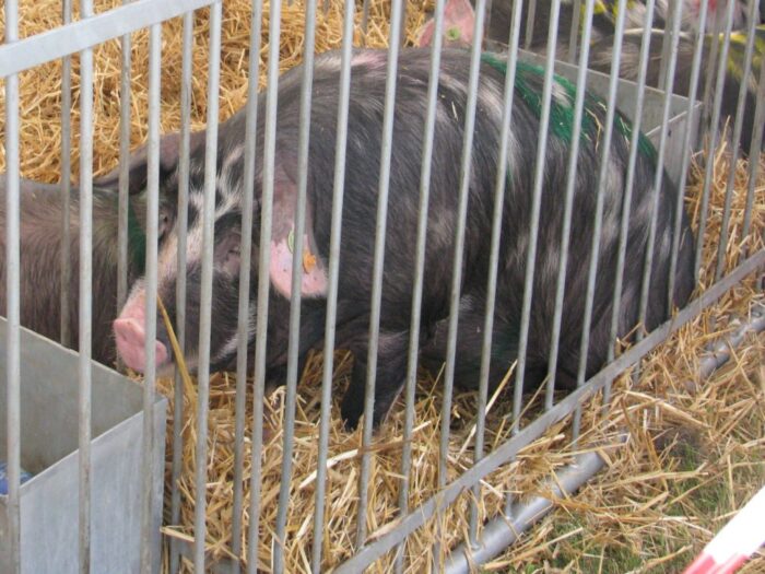 Instytut Ekonomiki Rolnictwa i Gospodarki Żywnościowej, poglowie świń w polsce, trzoda chlewna