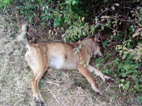 zastrzelony wilk kosy, Żurawnica, powiat zamojski, Dorota Krukowska-Bubiło