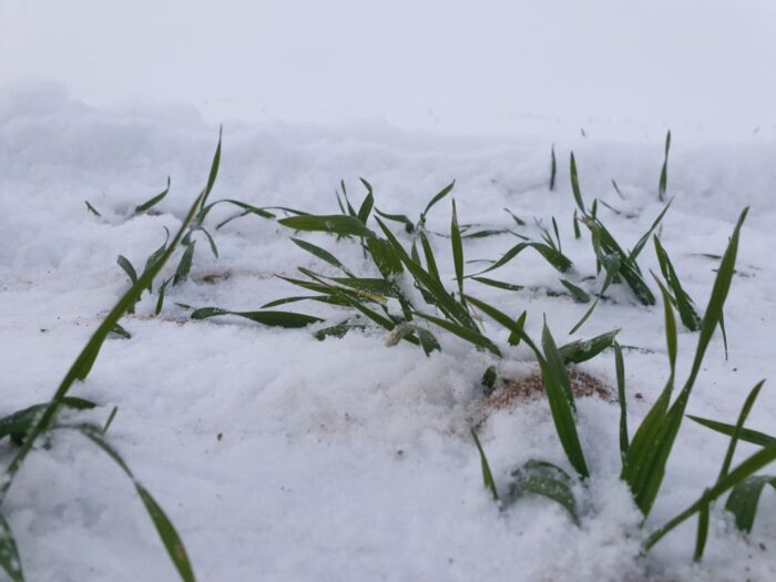 mróz, mrozoodporność zbóż, prognoza pogody, IMGW, odporność ozimin na mróz, zahartowanie ozimin