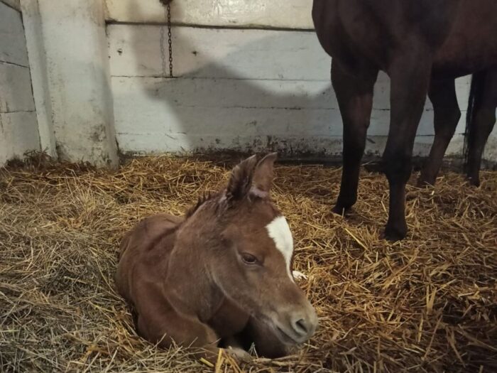 stadnina w Janowie Podlaskim, hodowla koni arabskich, Katarzyna Stepczuk