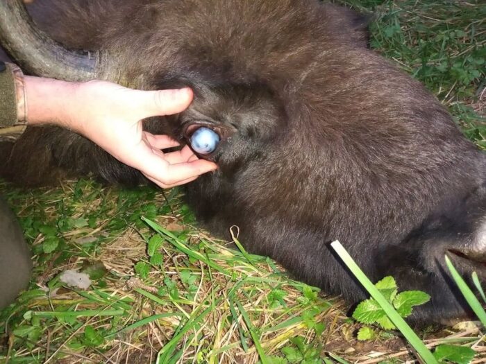 odstrzał żubrów, Bieszczady, Generalna Dyrekcja Ochrony Środowiska, telazjoza