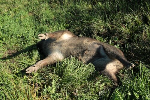 ASF w Niemczech, eksport wieprzowiny kolejne przypadki choroby u dzików, afrykański pomór świń, wirus, spadek cen wieprz