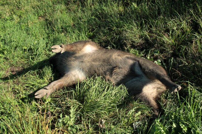 ASF w Niemczech, eksport wieprzowiny kolejne przypadki choroby u dzików, afrykański pomór świń, wirus, spadek cen wieprz