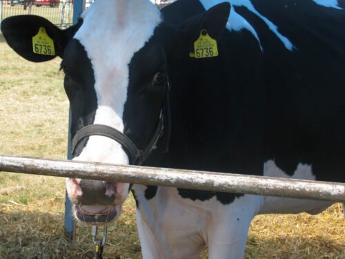 brazylia, ekport mięsa, wołowina, drób