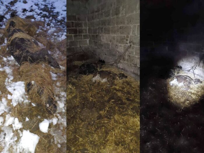 brazylia, ekport mięsa, wołowina, drób