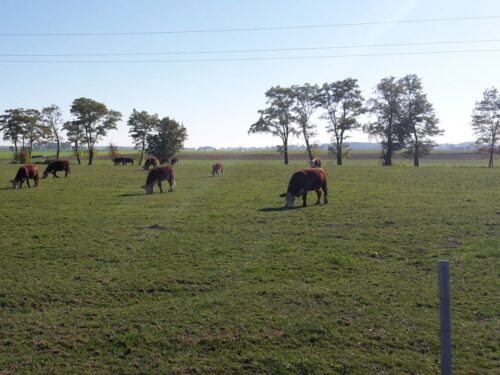 brazylia, ekport mięsa, wołowina, drób