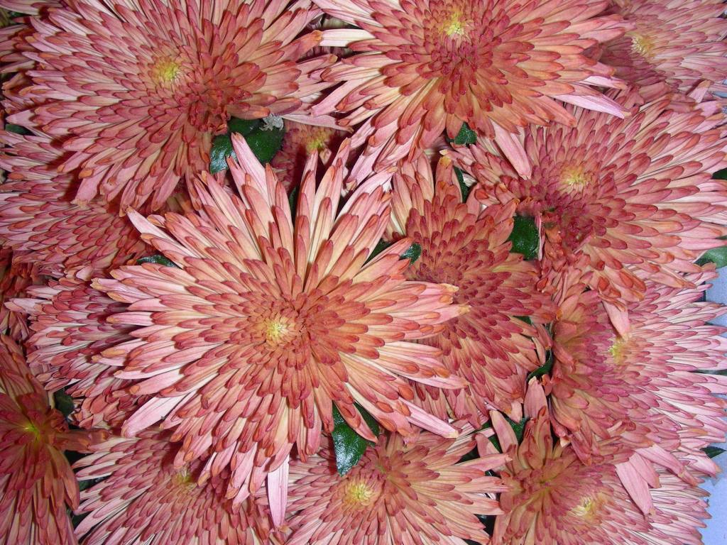 Rynek Hurtowy w Broniszach, Wszystkich Świętych, Anna Kaszewiak, handel kwiatami, chryzantemy