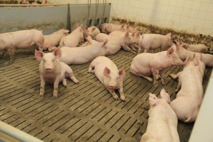 cena tuczników, trzoda chlewna, żywiec wieprzowy, cena w Polsce, niemiecka cena