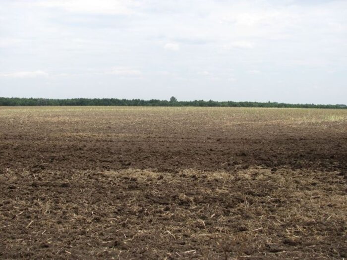 konopie siewne, konopie włókniste, odmiany konopi, wymagania konopi, stanowisko pod konopie, wymagania glebowe konopi