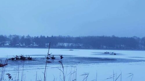 ścienne, jelenie w wodzie, Grzegorz Kacprzak