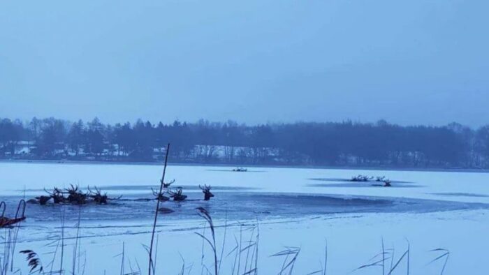 ścienne, jelenie w wodzie, Grzegorz Kacprzak