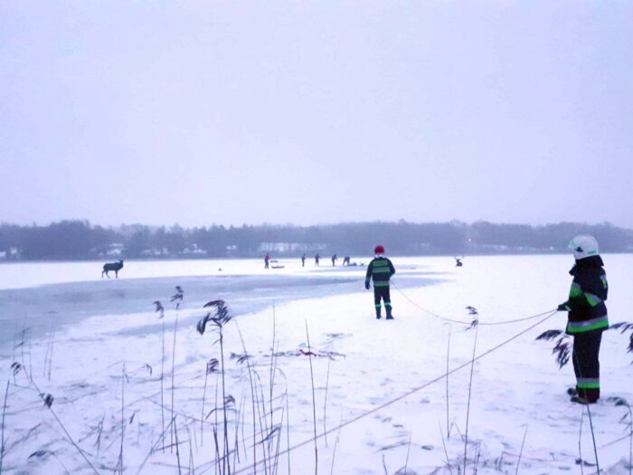 ścienne, jelenie w lodowatej wodzie, jezioro Ińsko, Koło Łowieckie "Głowacz