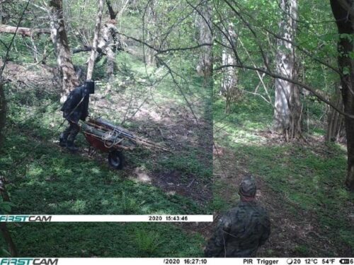 szkodnictwo leśne, RDLP w Olsztynie, Lasy Państwowe, kradzież drewna, kłusownictwo