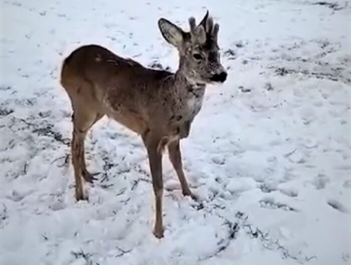 Nadleśnictwo Parczew, RDLP w Lublinie, koziołek sarny, ataki psów