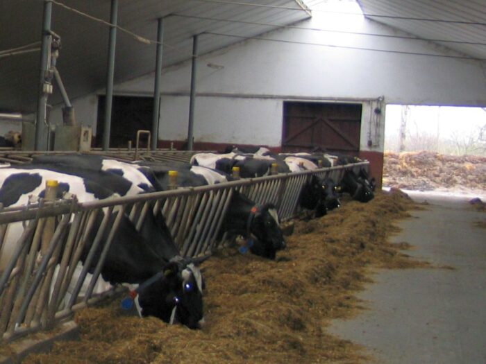 korowy pogłowie obora