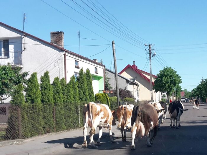 korowy pogłowie obora