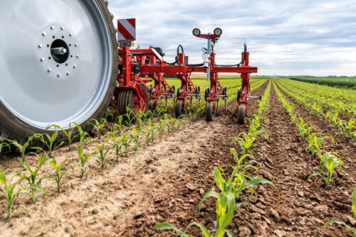 Stekete - pielnik do chwastów