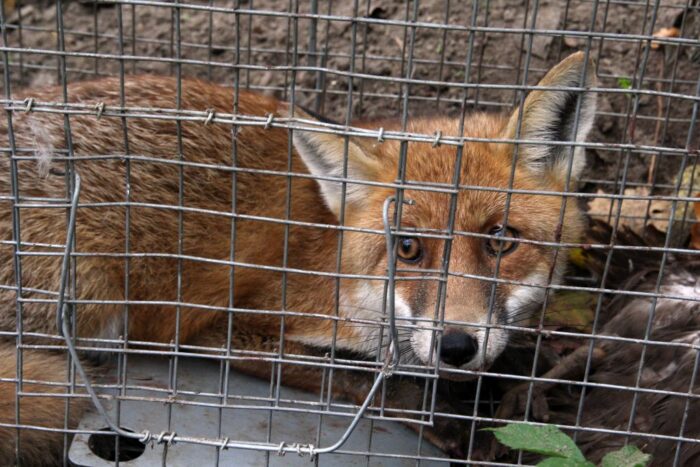 wścieklizna, lis, żbik, wścieklizna w Polsce, szczepienia przeciwko wściekliźnie, psy, koty, główny lekarz weterynarii