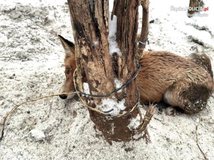 lis we wnykach, kłusownictwo, ruda śląska