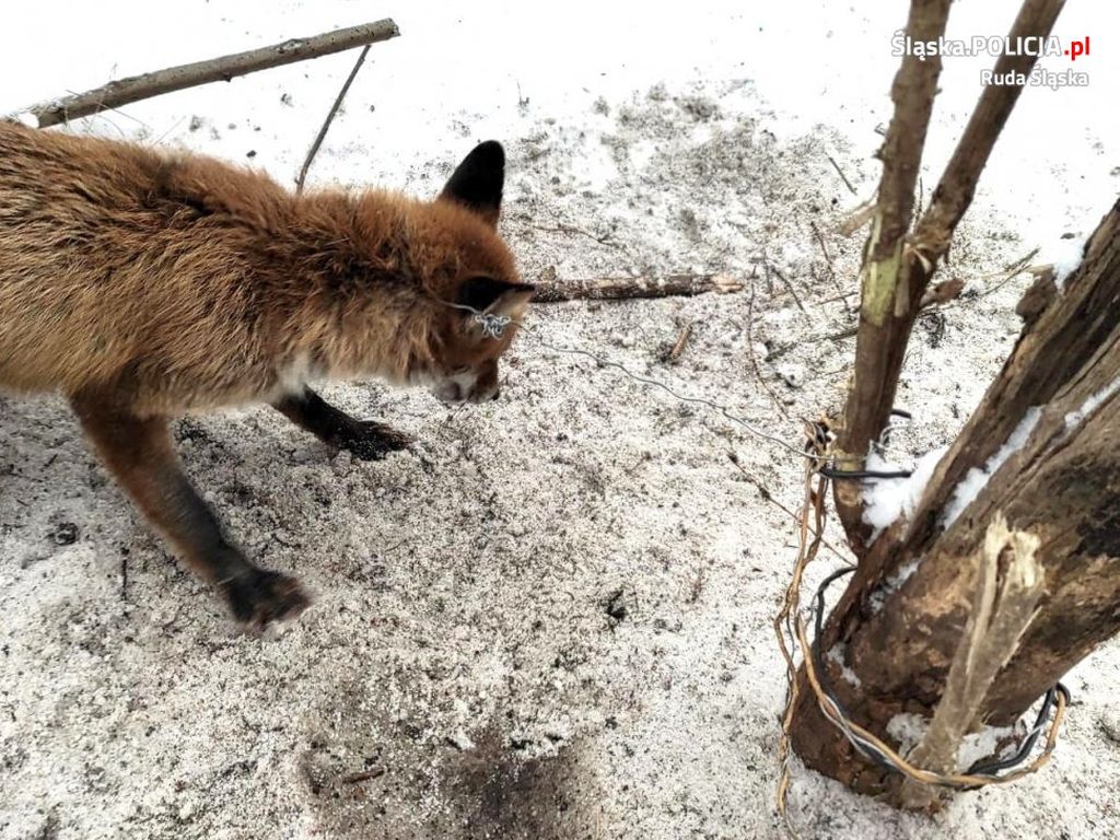 lis we wnykach, kłusownictwo, ruda śląska