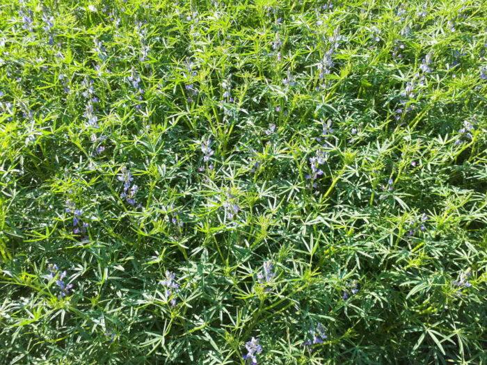 łubin wąskolistny, rośliny