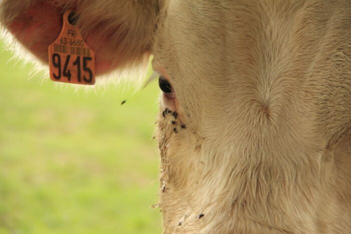 muchy, odstraszanie much, bydło, malowanie bydła w paski,