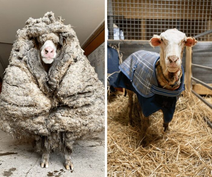 owca Baarack, australia, Edgar's Mission Farm Sanctuary