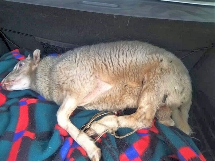 gmina Krzeszowice, truchła owiec i jagniąt w gospodarstwie, znęcanie się nad zwierzętami