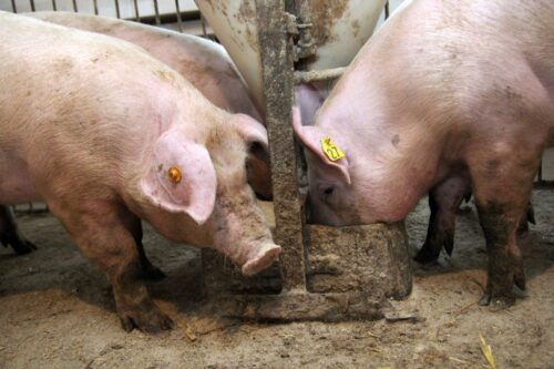 Polski Związek Niezależnych Producentów Świń, Smithfield, trzoda chlewna, maciory, prosięta, tuczniki, warchlaki, rynek