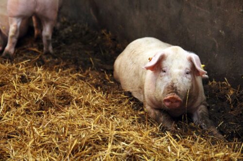 tuczniki, cena tuczników, wieprzowina, mięso wieprzowe, tuczniki w Niemczech, VEZG, KZP-PTCH POLPIG, żywiec wieprzowy