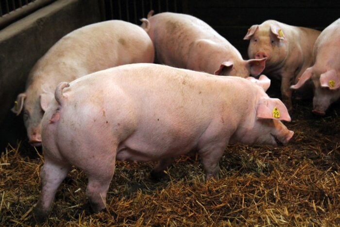 tuczniki, cena tuczników, VEZG, producenci tuczników, trzoda chlewna, żywiec wieprzowy, hodowcy świń, ASF, Covid-19