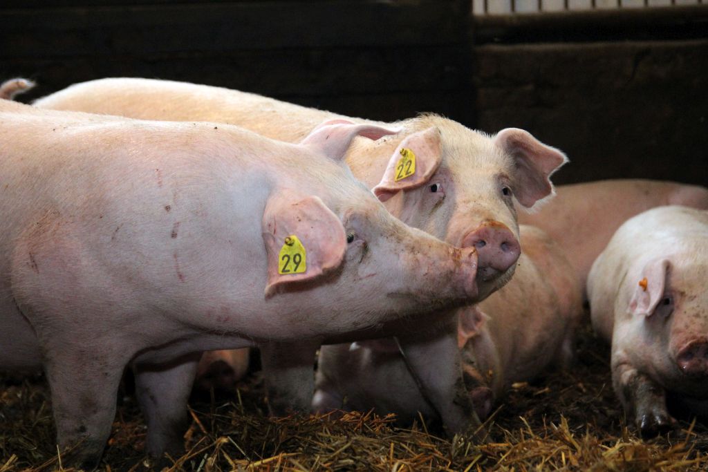 tuczniki, cena tuczników, wieprzowina, mięso wieprzowe, tuczniki w Niemczech, VEZG, KZP-PTCH POLPIG, żywiec wieprzowy