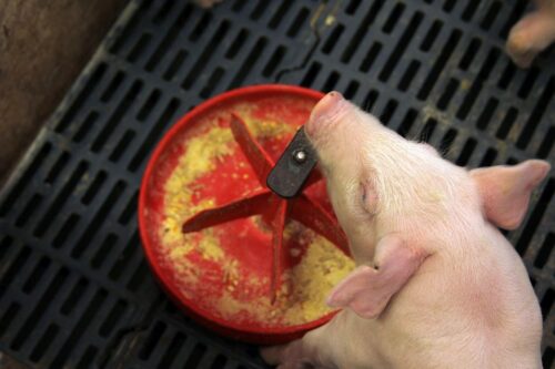 rośnie produkcja prosiąt, plenność loch