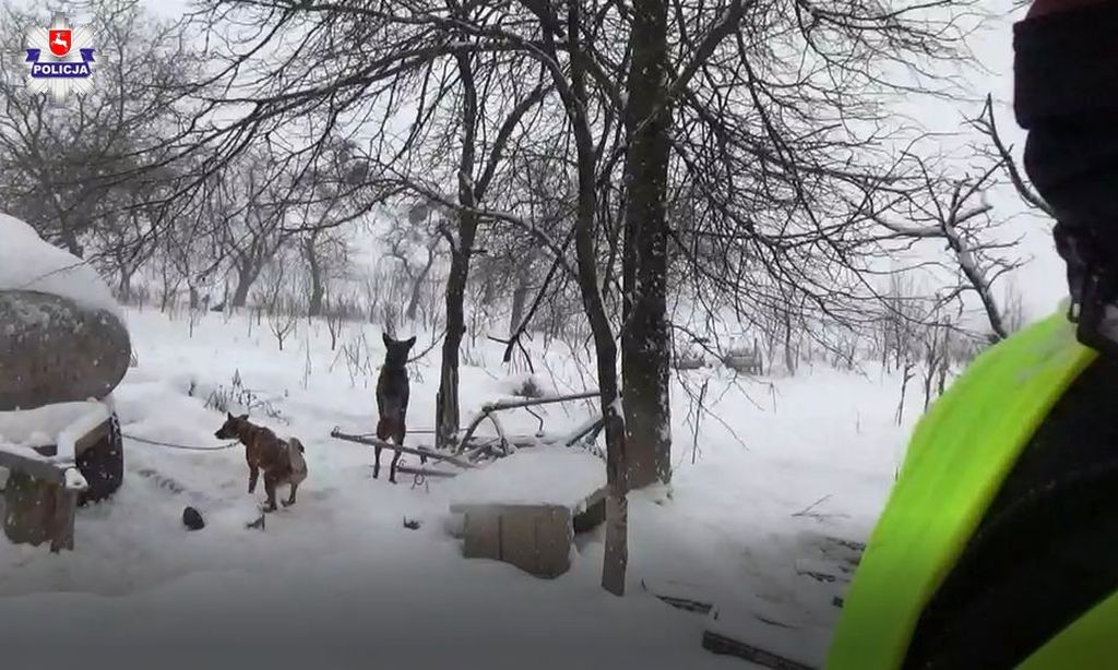psy atakują zwierzęta hodowlane, gmina Tuchów, powiat tarnowski,