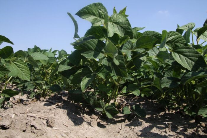 soja, pole, plantacja