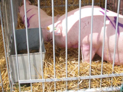 produkcja trzody chlewnej, ceny świń, opłacalność produkcji