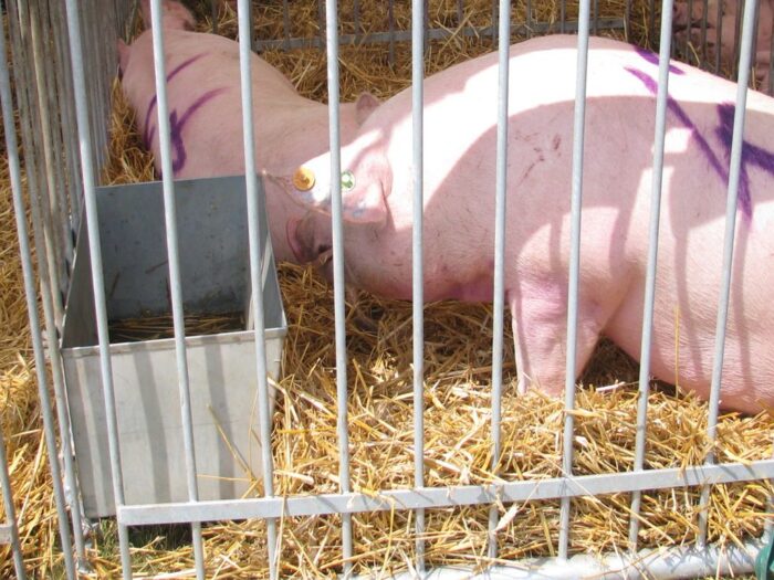 produkcja trzody chlewnej, ceny świń, opłacalność produkcji