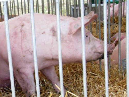 produkcja trzody chlewnej, ceny świń, opłacalność produkcji