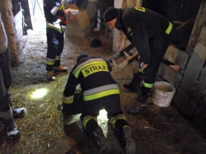 Instytut Ekonomiki Rolnictwa i Gospodarki Żywnościowej, poglowie świń w polsce, trzoda chlewna