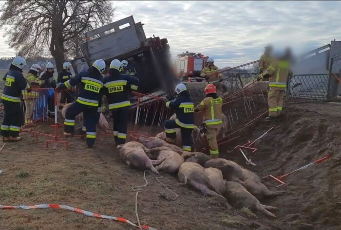 transport trzody chlewnej, przewóz świń, Dukt, powiat ciechanowski