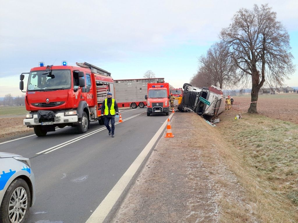 transport trzody chlewnej, przewóz świń, Dukt, powiat ciechanowski