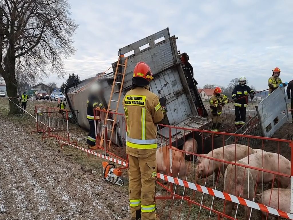 transport trzody chlewnej, przewóz świń, Dukt, powiat ciechanowski
