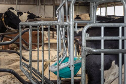 CowToilet holenderskiej firmy Hanskamp