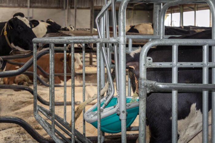 CowToilet holenderskiej firmy Hanskamp