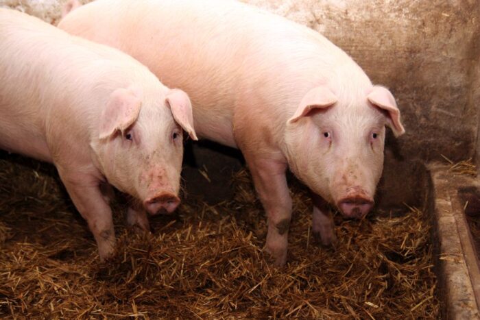 Gobarto Hodowca Sp. z o.o., trzoda chlewna, stada trzody, tuczniki, cena tuczników, świnie,
