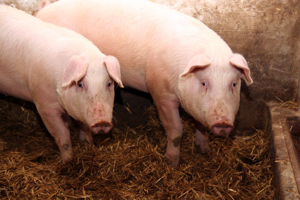 Gobarto Hodowca Sp. z o.o., trzoda chlewna, stada trzody, tuczniki, cena tuczników, świnie,