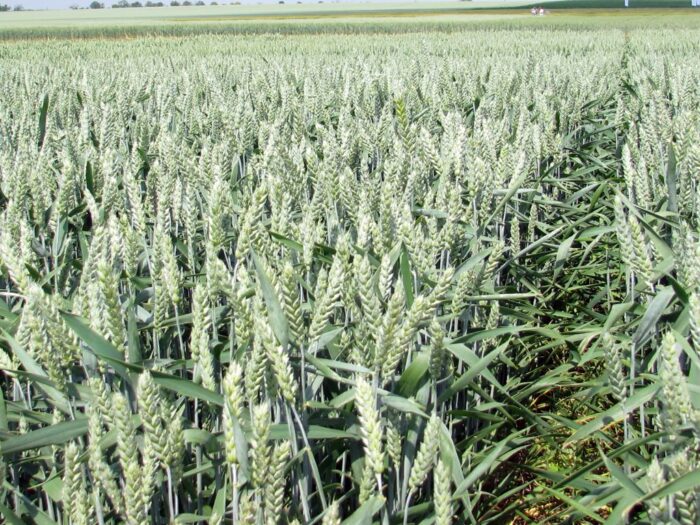 dopłaty bezpośrednie, wnioski o wsparcie, prow, rozporządzenia ministra rolnictwa