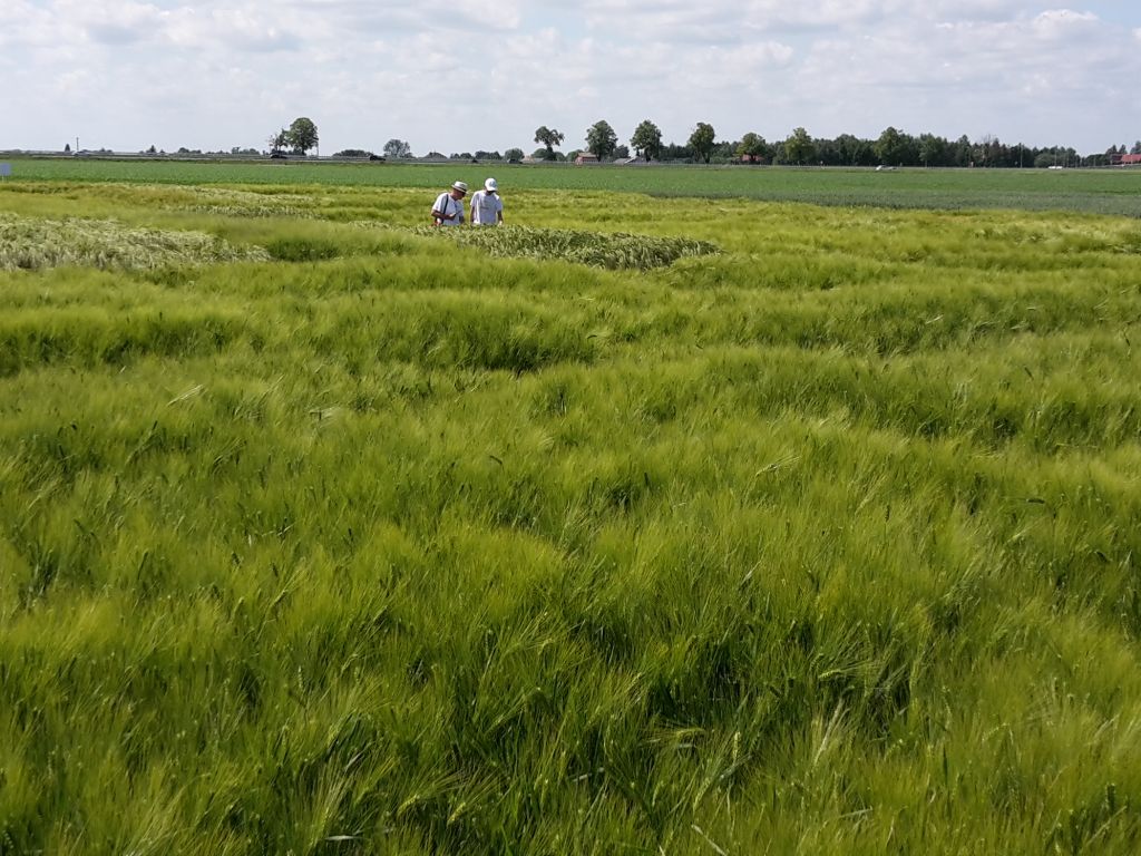 strategie grains, unijny eksport zbóż, rynek zbóż, pszenica