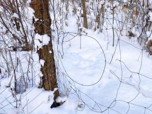 kłusownictwo, wnyki w lesie, Nadleśnictwa Orneta, Adam Siemakowicz, RDLP w Olsztynie